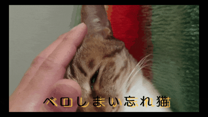 舌をしまい忘れていたのを必死に撮影しようとする暇な飼い主と、寝ているところを起こされたキャット