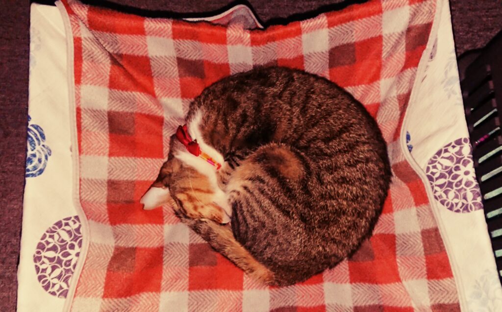 手作りのハンモックベッド。出来が良いわけじゃないけど、たまに利用してくれる孝行にゃんこ。