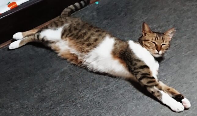 オヤツがもらえると聞いて寝床から急いで駆けつけました。(悩殺ポーズをとりながらアピールしたらいいんですか?)