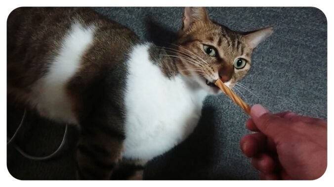 歯磨きオヤツだぁ~?…これは…いまいち‼️