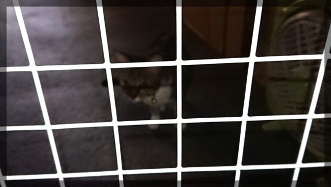 檻の向こうでお留守番キャット。右手の段ボールは爪研ぎバリバリの襖(ふすま)のなれの果て。ここ…賃貸なんすよ~((ノ∀`)・゚・。 アヒャヒャヒャヒャ