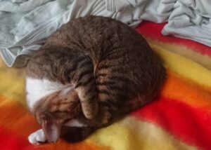 ミミーのお得意ポーズ。寝苦しそうに見えるけどミミーには楽な姿勢なのかな?