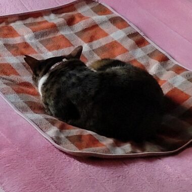 お馴染みのポーズで寝入るミミーちゃん。猫の後頭部はなぜこんなに可愛いのか…