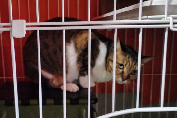 ニンゲンの裏切りに失望した猫の顔。
