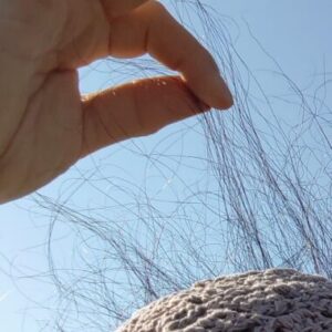 天然パーマはこれだから嫌なのよ…