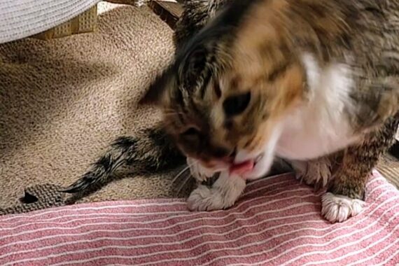 舌を仕舞ってからブルブルしなよミミーちゃん。噛んじゃうぞ〜٩(♡∀♡ )۶