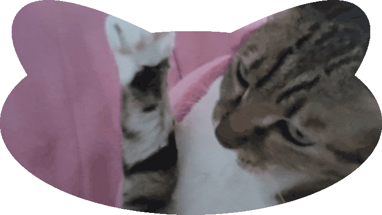 猫のあくびは至近距離で凝視するのが最高!なんて可愛いんや٩(♡ε♡ )۶