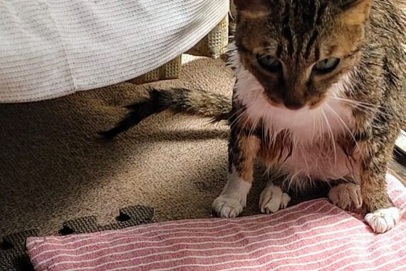 飼い主が憎いのかい…?