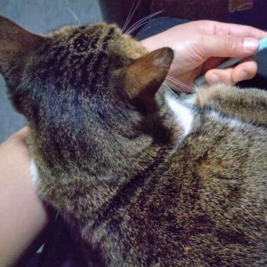 ドッスン🐾キャット。こうして私の腕は封印されたのだった…