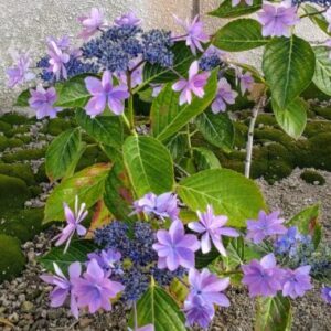 謎の花が咲いていた。去年はなかったよな〜