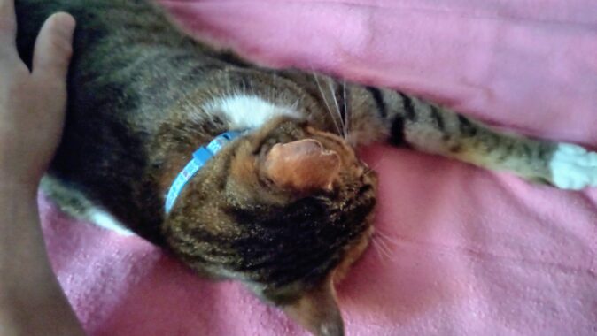 スーパーにゃんのポーズで眠るキャット。あまりの可愛さに飼い主は撮影会を開催した📸
あたりまえだよなぁ?