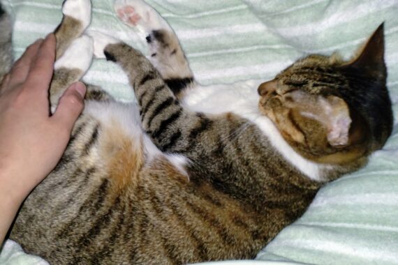 涼しい部屋の中でぐーぐー眠るミミーちゃん。すっかり家猫になりました😺