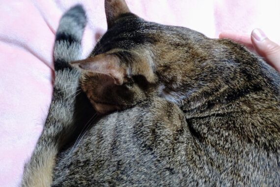 膝の上で寝てくれる愛猫に心が満たされる日々。いつまでもこんな日が続いて欲しいよね♡╰⁠(⁠⸝⁠⸝⁠⸝⁠´⁠꒳⁠｀⁠⸝⁠⸝⁠⸝⁠)⁠╯