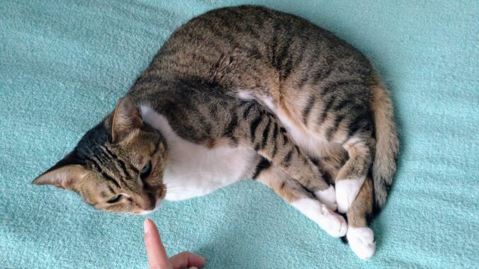 大人しくお昼寝していたミミーちゃんを起こすクソ飼い主の図。飼い主は最低なんだ。