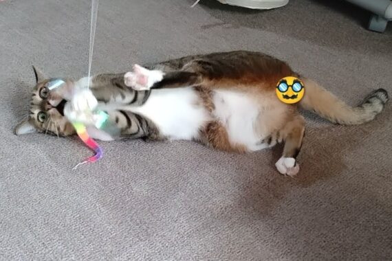 お馴染みのポーズをとるミミーちゃん。もしも自分が同じポーズで運動したら間違いなく足が攣(つ)ることでしょう🦵