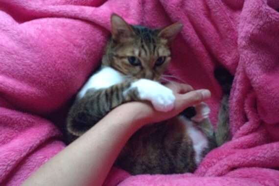 なんだい？そのお手々は…可愛いが過ぎるでしょお？