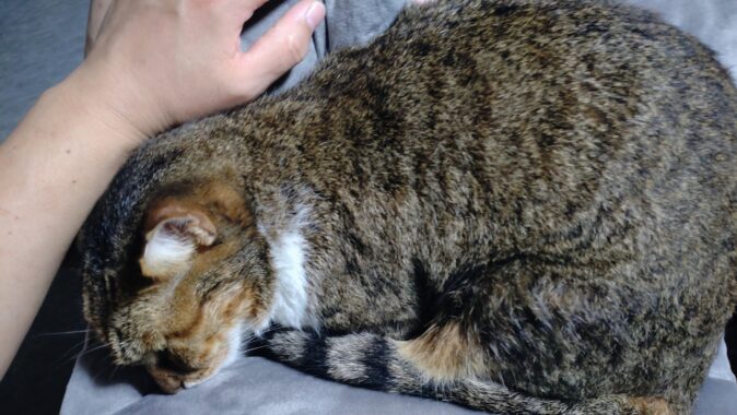 キレイキレイになったミミーちゃん。苦行を終えて疲れたのか眠くなったみたいですね〜