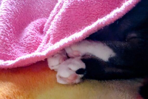 なんて香(かぐわ)しい肉球なんや…(スーハースーハー)