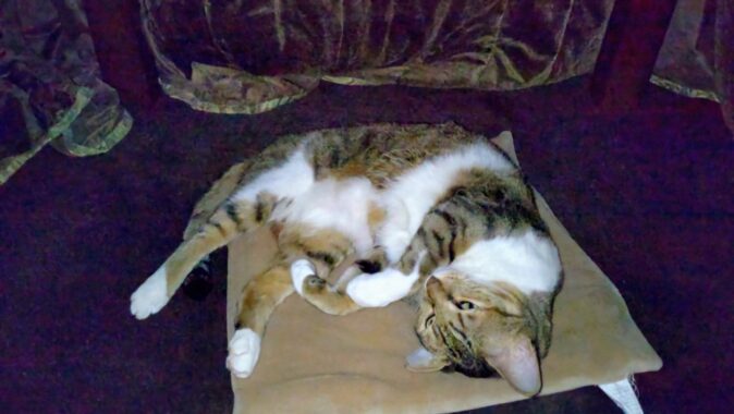 コタツの暖かさにご満悦なミミーちゃん。…もう飼い主の毛布に潜り込む必要なんてなくなったんやね…悲しいけど、ミミーが喜ぶなら私は嬉しいよ🥹