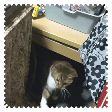 なぜかコタツの裏側にまわりこむミミーちゃん。いつもこのスタイルで“じゃらし”のフリフリを待っている😼