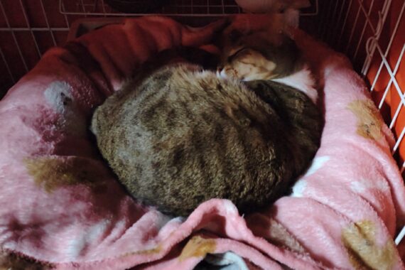 ミミーちゃんは私の生き甲斐なんや。元気に長生きしてや〜🙏神様よろしゅう頼んます！！