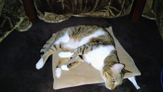 おやおやおや〜？なにやら美味しそうな匂いがしませんか〜