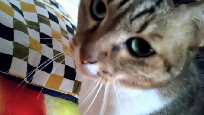 髪を“もしゃもしゃ”されて起こされることもある。猫ビンタで起こされることもある。鼻ツンツンで起こされることもある。全部大切な思い出になるのが決定している…