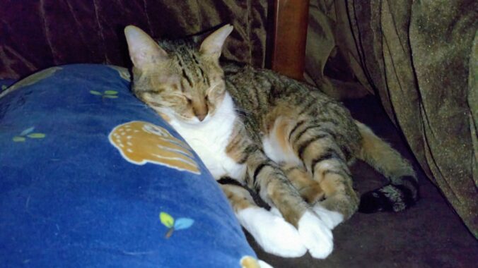 枕して寝るの可愛い〜♡