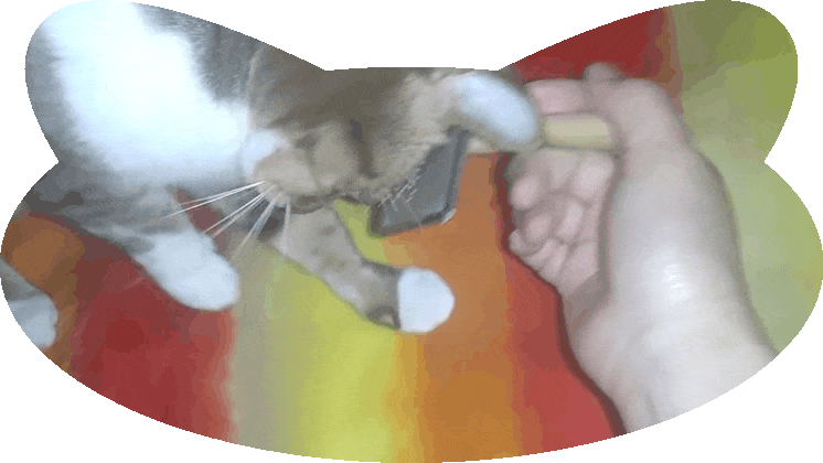 私が起きるのを待ってるミミー。今すぐご飯の用意するからね～
💩の始末はその後、な！