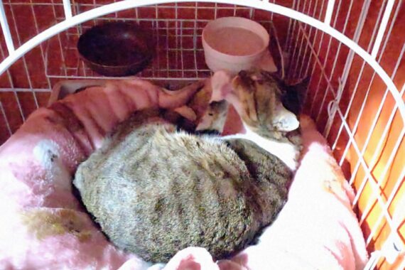 ご満悦なミミーちゃん♡留守番のためにケージに閉じ込めるのがツラくなってきた
(´；ω；｀)ﾌﾞﾜｯ