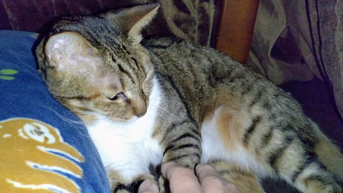 魅惑の腹モフ毛〜👋