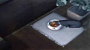 いいですか！猫ちゃんのご飯タイムには飲み水が必須なのですよ！！なのにこれは一体全体どういう事なの〜！？