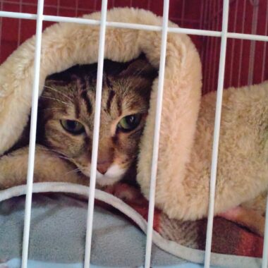 私の宝物ミミーちゃん。いつも留守番させてごめんね🥹