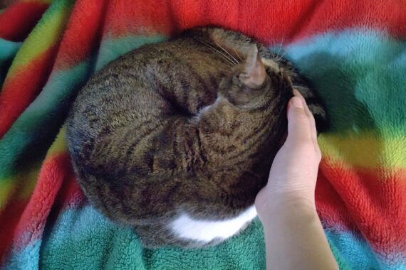 私の可愛い猫団子。ミミーより毛糸遊びを優先するのは違うよねぇ(´ε｀；)