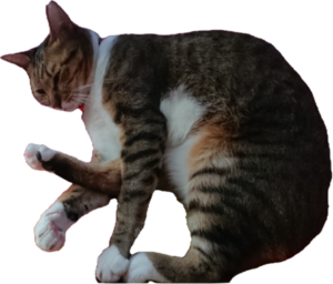 ミミーの面白い寝相写真をコレクションするのが好き。いつか全部プリントアウトしてアルバムを作りたいものです