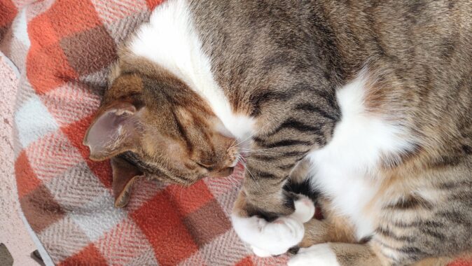 ぐっすり寝入っています。窓から降りそそぐ太陽の暖かさには勝てないよなぁ