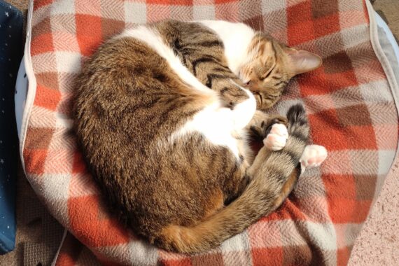 スヤスヤぐーぐー😴