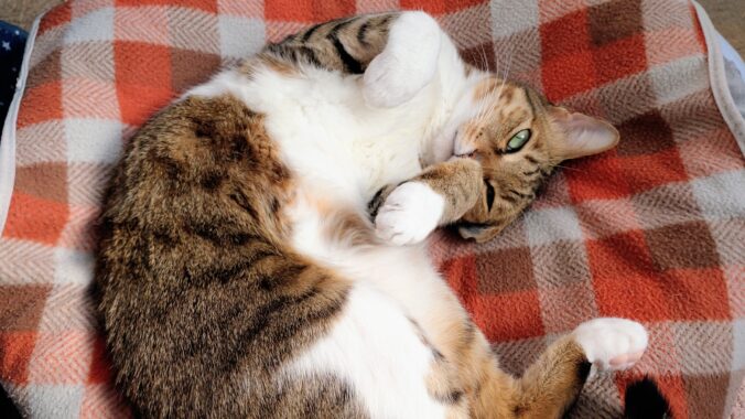 お得意のお化けポーズを飼い主に披露するキャット