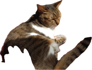 日向ぼっこしているミミーをお触りして編み疲れを癒やす(๑•̀ㅂ•́)و✧