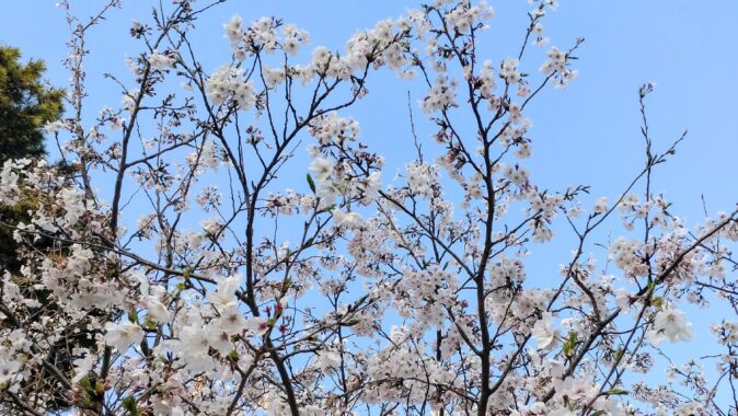 はらはらと散りゆく儚さと、一年後にまた見(まみ)えるであろう淡い期待を象徴している花