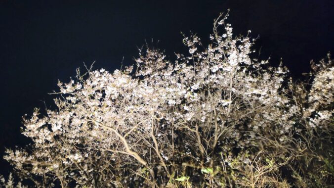 夜桜は…見飽きてんだ…