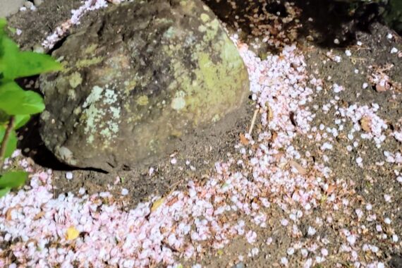 岩だか石だかの裏に積もった花びらが厄介そう…。