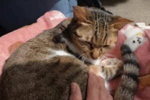 待ってミミーちゃん！ただ、あなたの尻を撫でたかっただけなのッ！！