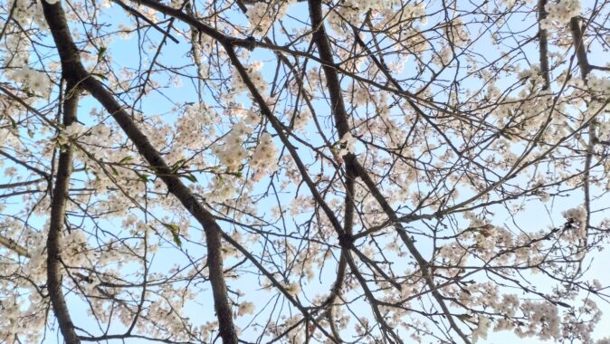 満開まであと少し…