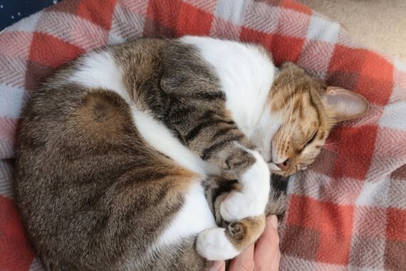 スヤスヤ〜😺天気が良くて風が冷たい日が続いていますね〜♡