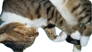 手(ブラシ)を止めるんじゃわないわよ?