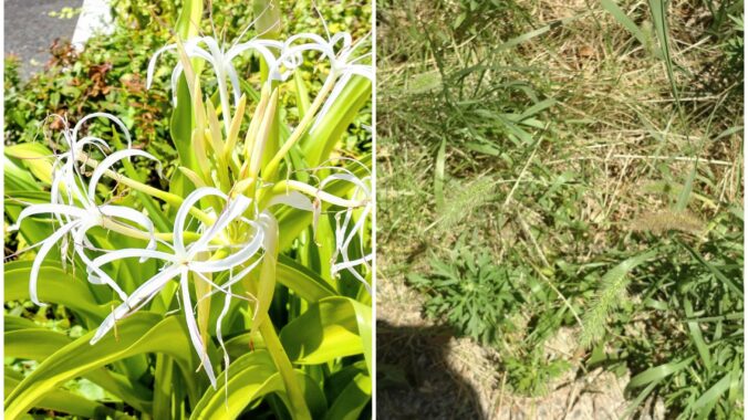 外は灼熱地獄なので家から出たくない(買い出し中)
