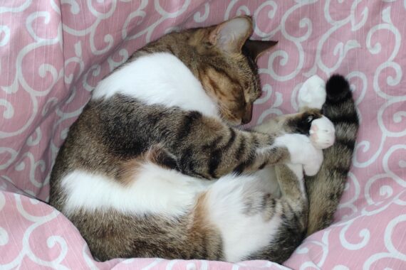 暴れたあとは昼寝タイム。猫界の常識です!