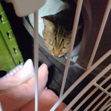 睨みをきかせるミミー