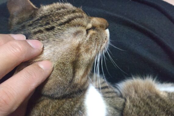 この黒い服を着ているとミミーが膝の上に乗ってくる確率が高い。必然的に家ではこの服ばかり着ています(*ﾉω・*)ﾃﾍ